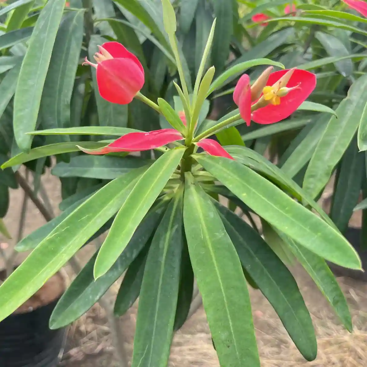 Wax Begonia